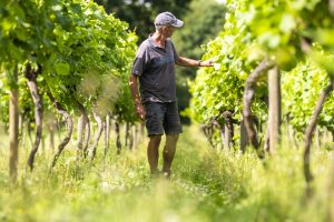 230712_Alex_Treadway_Astley_Vineyard_DSC_7957
