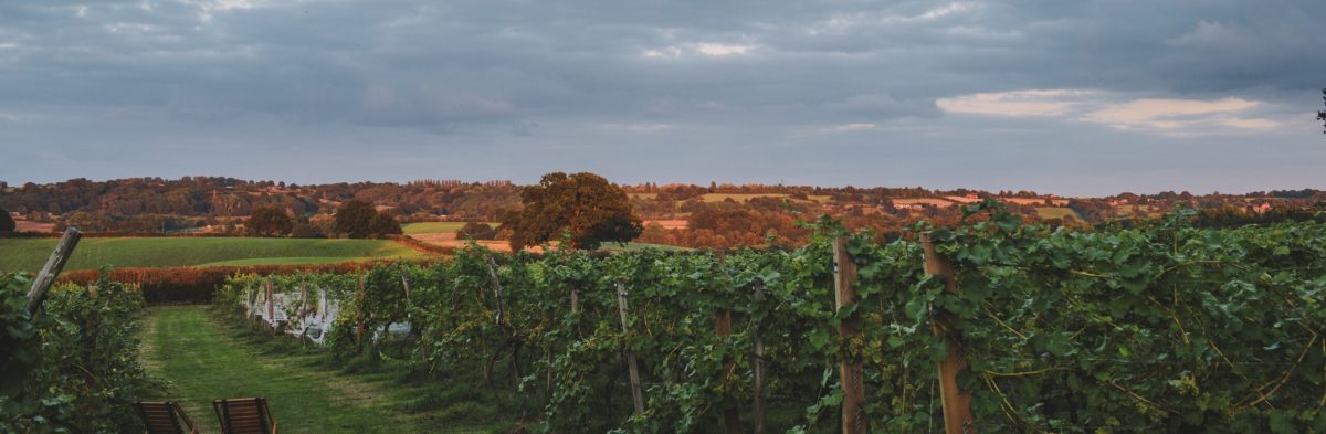 Vineyard view 1600 1000 px